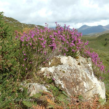 Errismore House Clifden Zewnętrze zdjęcie