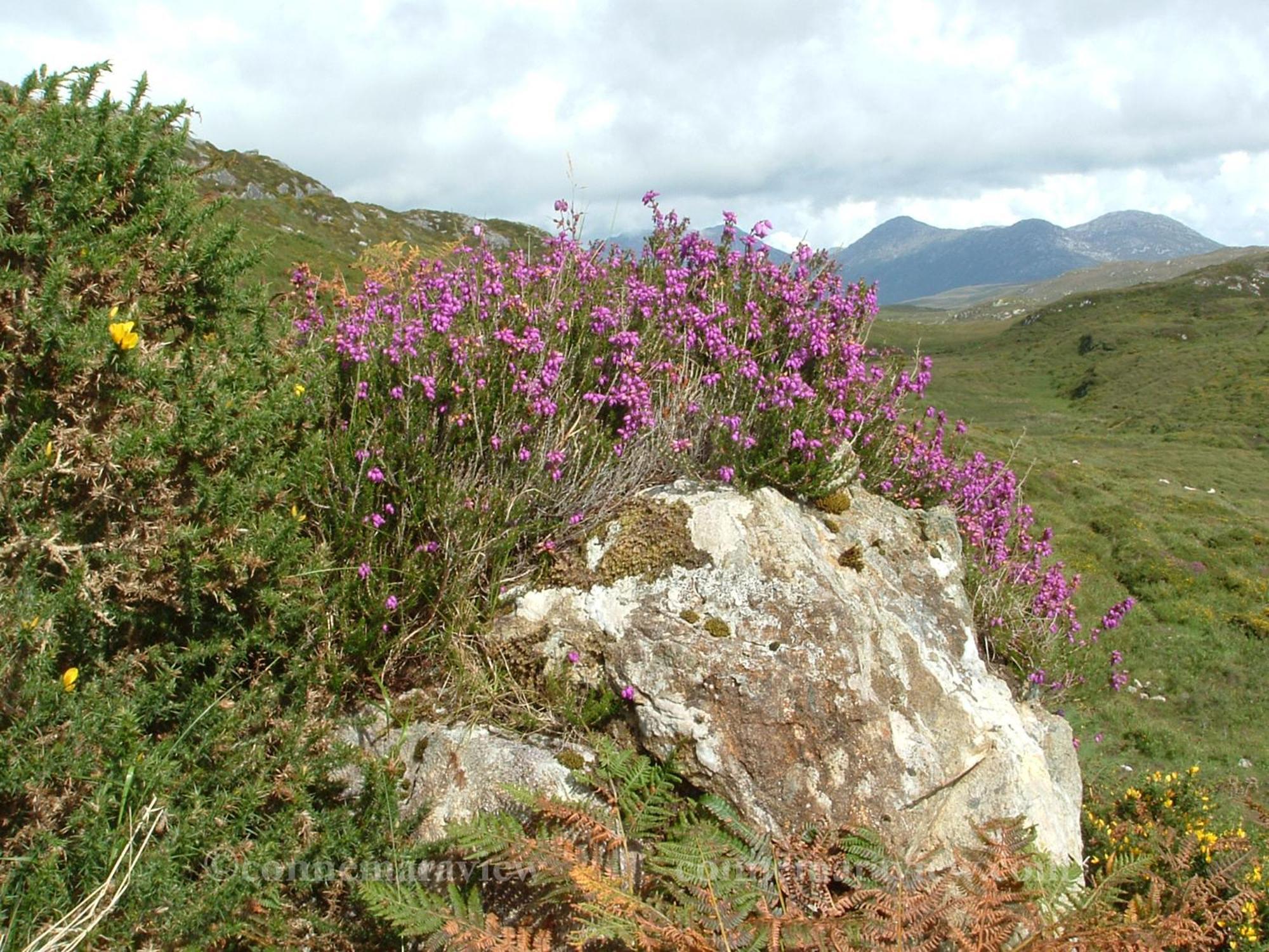 Errismore House Clifden Zewnętrze zdjęcie